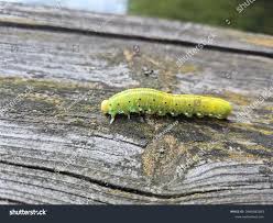 Attēlu rezultāti vaicājumam “Cimbex femoratus”