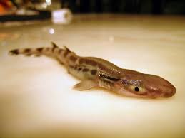 Image result for Scyliorhinus stellaris