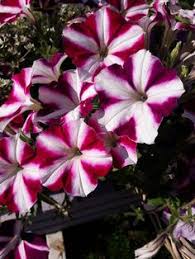 Image result for Petunie