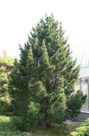 Image result for Pinus cembra