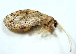 Attēlu rezultāti vaicājumam “Chrysopidae imago”