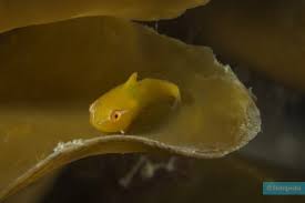 Image result for Cyclopterus lumpus