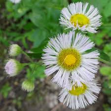 Attēlu rezultāti vaicājumam “Erigeron annuus”