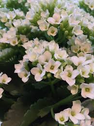 Image result for Kalanchoe blossfeldiana