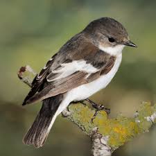 Attēlu rezultāti vaicājumam “Ficedula hypoleuca”