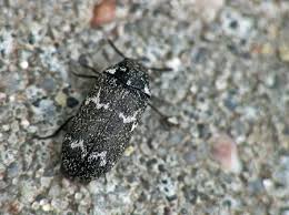 Attēlu rezultāti vaicājumam “Megatoma undata”