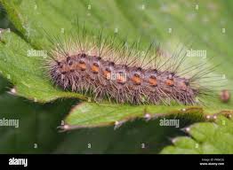 Attēlu rezultāti vaicājumam “Phragmatobia fuliginosa”