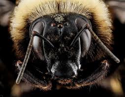 Attēlu rezultāti vaicājumam “Bombus”