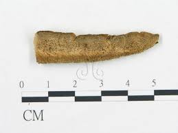 Attēlu rezultāti vaicājumam “Antrodia malicola”