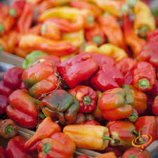 Afbeeldingsresultaat voor california wonder 300 sweet pepper