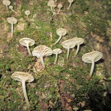 Attēlu rezultāti vaicājumam “Lichenomphalia umbellifera”