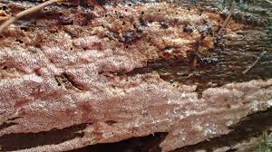 Attēlu rezultāti vaicājumam “Junghuhnia collabens”