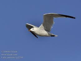 Image result for Larus audouinii
