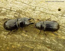 Attēlu rezultāti vaicājumam “Ceruchus chrysomelinus larva”