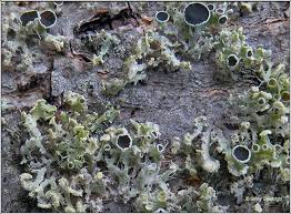 Attēlu rezultāti vaicājumam “Physcia tenella”