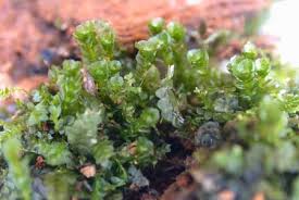 Attēlu rezultāti vaicājumam “Tetraphis pellucida”