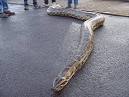 burmese-python | 918-739-4382 Oklahoma Snake & Reptile Removal