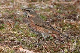 Image result for Turdus naumanni