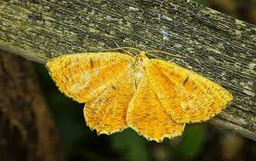 Attēlu rezultāti vaicājumam “Angerona prunaria”