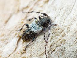 Attēlu rezultāti vaicājumam “Pogonocherus hispidulus”