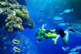 Image result for East Snorkellers
