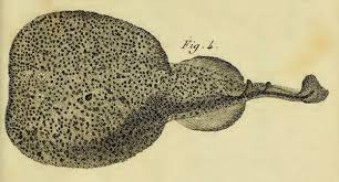 Image result for Torpedo marmorata