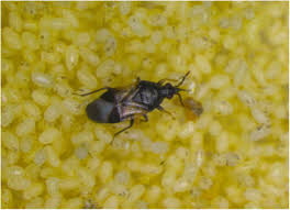 Attēlu rezultāti vaicājumam “Blepharidopterus angulatus imago”