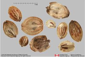 Attēlu rezultāti vaicājumam “Heracleum sosnowskyi”