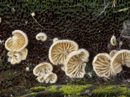 Attēlu rezultāti vaicājumam “Crepidotus versutus”