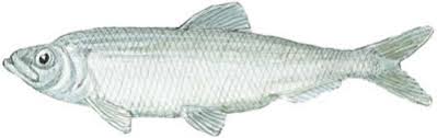 Image result for Clupea harengus
