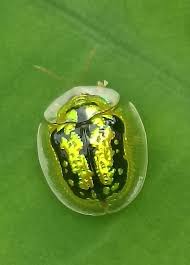 Attēlu rezultāti vaicājumam “Cassida”