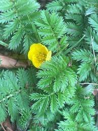 Attēlu rezultāti vaicājumam “Argentina anserina”