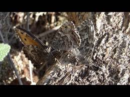 Attēlu rezultāti vaicājumam “Hipparchia semele underside”