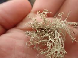 Attēlu rezultāti vaicājumam “Ramalina pollinaria”