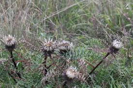 Image result for Silberdistel