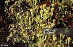Attēlu rezultāti vaicājumam “Cladonia coccifera”