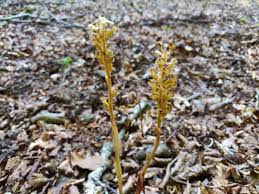 Attēlu rezultāti vaicājumam “Neottia nidus-avis fruit”