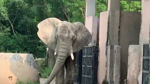 Image result for sad elephant