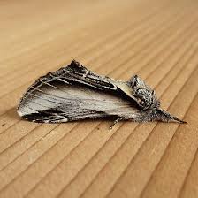 Attēlu rezultāti vaicājumam “Notodontidae”