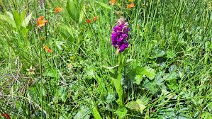 Attēlu rezultāti vaicājumam “Dactylorhiza majalis subsp. baltica flower”