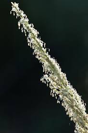 Attēlu rezultāti vaicājumam “Philonotis marchica sporophyte”