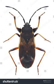 Attēlu rezultāti vaicājumam “Eremocoris plebejus”