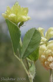 Attēlu rezultāti vaicājumam “Trifolium aureum leaf”