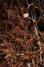 Attēlu rezultāti vaicājumam “Neckera complanata sporophyte”