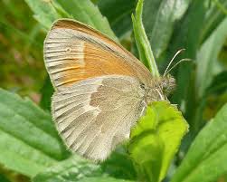 Attēlu rezultāti vaicājumam “Coenonympha tullia”