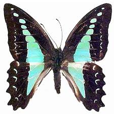 Attēlu rezultāti vaicājumam “Papilionidae”