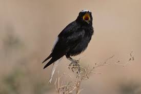 Image result for Oenanthe leucopyga