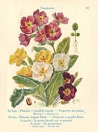 Attēlu rezultāti vaicājumam “Primula x polyantha”