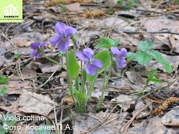 Attēlu rezultāti vaicājumam “Viola collina”
