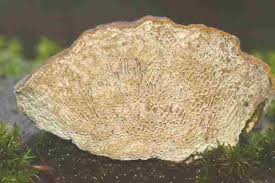 Attēlu rezultāti vaicājumam “Coriolopsis trogii”